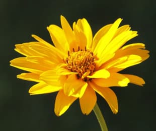 Arnica